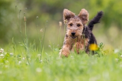 Wally-260613-230