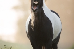 AW0O5562